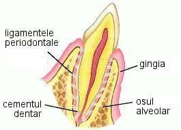 parodontologie2